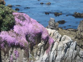 BeachPurp0606.jpg