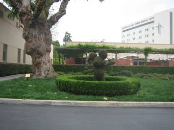MickeyBush0606.JPG