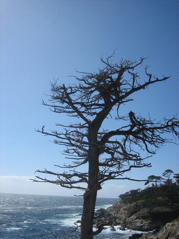 OceanTree0306.jpg